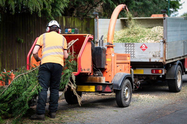 Best Lawn Disease Treatment  in Lockland, OH