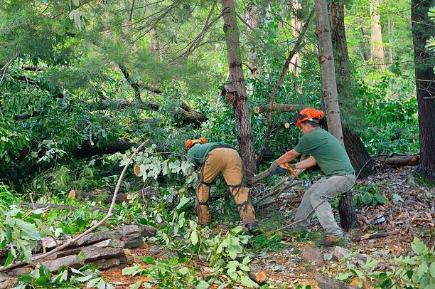 Best Lot and Land Clearing  in Lockland, OH