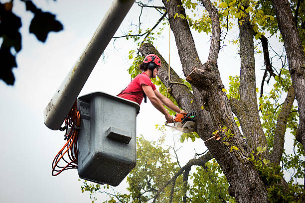 Best Tree Cabling and Bracing  in Lockland, OH