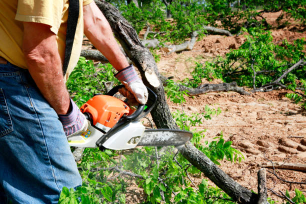 How Our Tree Care Process Works  in  Lockland, OH